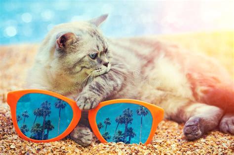 Cat With Big Sunglasses Relaxing On The Beach Stock Image