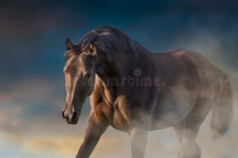 Horse Portrait In Motion Stock Photo Image Of Gallop 233326764