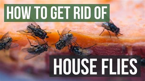 How To Get Rid Of Flies At Home Naturally Tech News Era
