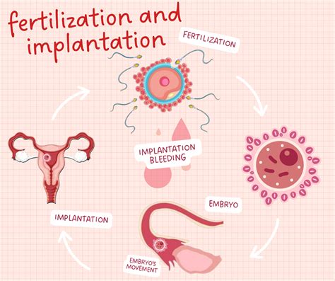 Ivf Implantation Bleeding Is Spotting After Embryo Transfer Ok