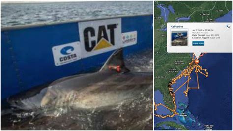 14 Foot Great White Shark ‘katharine Surfaces Off Outer Banks Coast