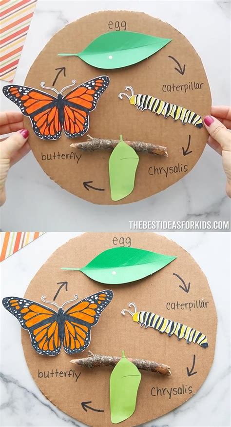 Butterfly Life Cycle Craft With Free Template The Best Ideas For