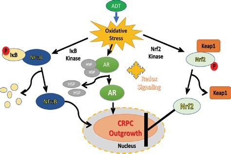 crosstalk regulation of nrf 2 nf κb and ar signaling in crpc cells download scientific