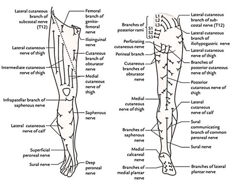 Cutaneous Innervation Of The Lower Limb Lower Limb Nerve Lowes