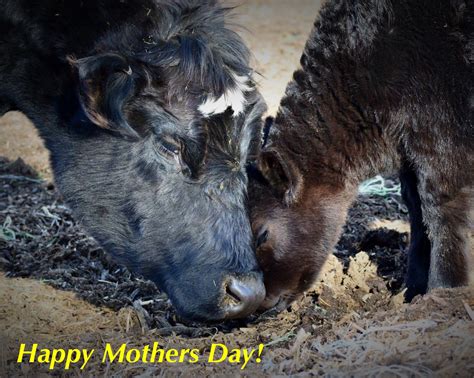 Happy Mothers Day To All The Livestock Moms Out There Show Cattle My