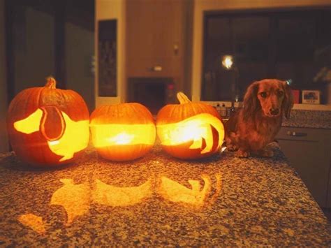 18 Adorable Dog O Lanterns To Inspire You This October Whisker Therapy