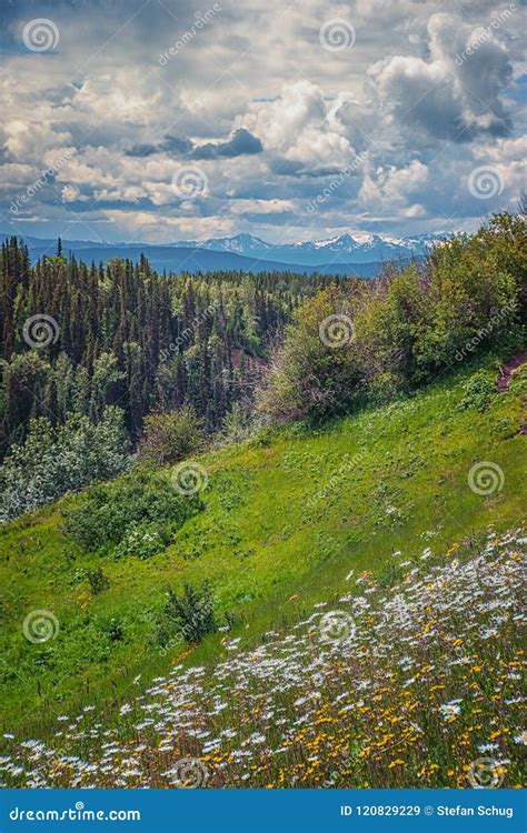 Green Slopes Forest And Mountains Stock Image Image Of Summer