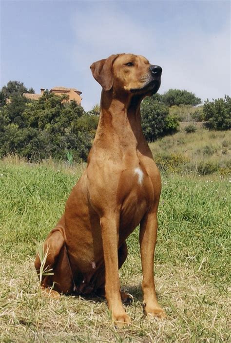 Rhodesian Ridgeback Dog Breed History And Some Interesting Facts