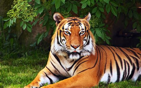 Majestic Tiger Hd Wallpaper