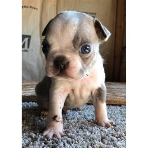 Boston terrier hives many things can cause boston terrier hives. Male Boston terrier puppies for sale in San Francisco, California - Puppies for Sale Near Me
