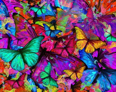 Rainbow Butterfly Explosion Wings Colorful Animals Butterflies Hd