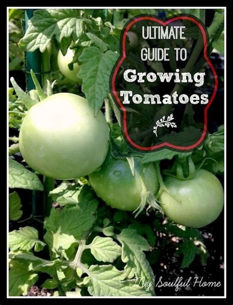 How To Grow Tomato Plants — My Soulful Home Growing Tomato Plants