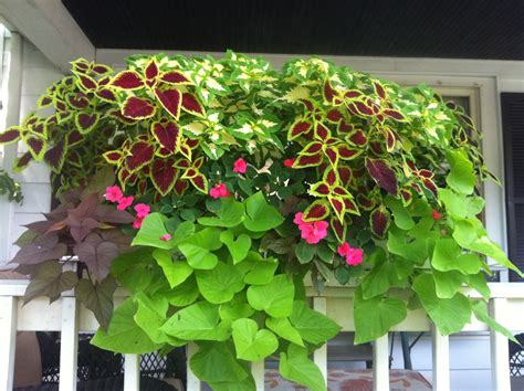 The impatiens plant is one of few which thrive in shaded areas and also make colorful flowers too. My Window boxes for shade. Came out beautiful this year ...