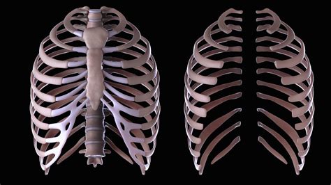 The first seven bones are called true ribs and attached by cartilage directly to the sternum, which is at the center of the rib cage. What Is the Function of the Rib Cage? | Reference.com