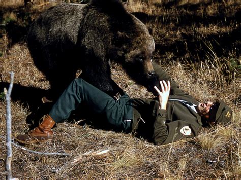 Grizzly Bear Attacks How Wildlife Investigators Found A Killer Grizzly