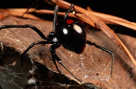 A Black Widow Spider Latrodectus Photograph By George Grall