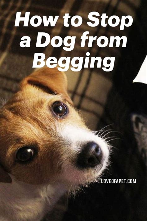 How To Stop A Dog From Begging 7 Easy Steps Love Of A Pet Dogs Dog Behavior Dog Behavior
