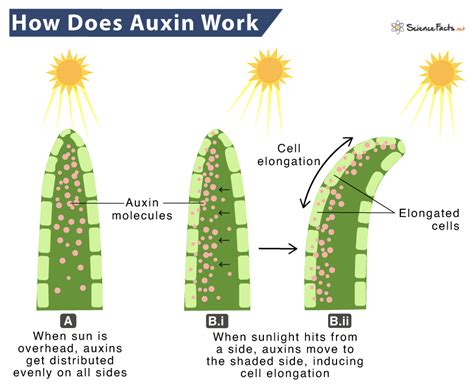 Auxin Definition Structure And Function