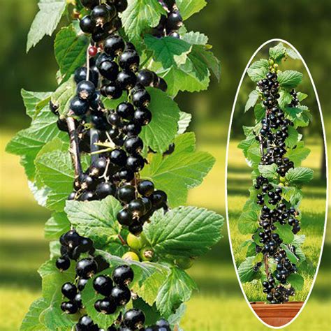 Schwarze johannisbeere ist sehr lecker und nützlichbeere, die jeder vermieter in seinem garten haben möchte. Johannisbeere 'KieRoyal®' - Säule | Säulen-Obstgehölze ...