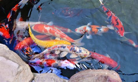 Can Koi Fish Survive Winter In Outdoor Pond The Fish Keeping