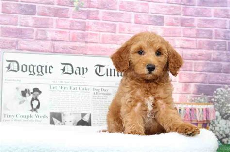 Maryland pet store puppy sale ban upheld in court. Bindi - Spontaneous Red Female Goldendoodle Puppy ...