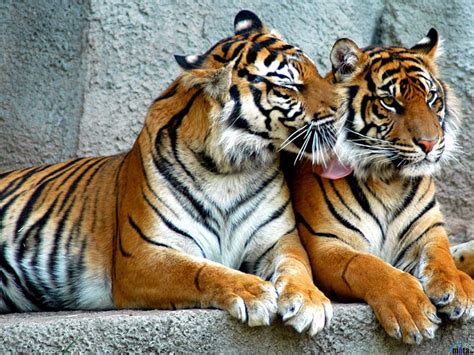 Two Tigers Tiger Two Couple Wild Hd Wallpaper Peakpx