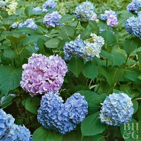 The Key To Getting More Hydrangea Flowers Is To Understand Which