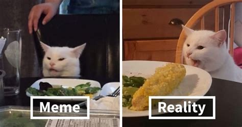 Story Behind Cat At Table Meme Cat Has Now 620k Instagram Followers