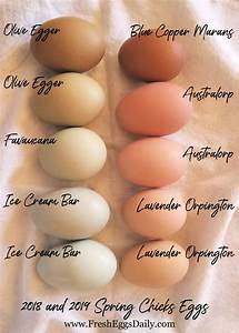 Which Chicken Breeds Lay Which Color Eggs Here 39 S A Handy Chart