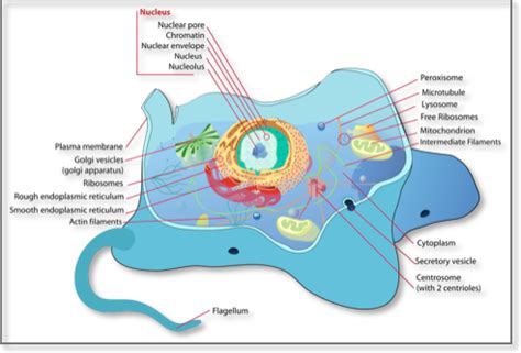 System Eukaryotic Cells My XXX Hot Girl