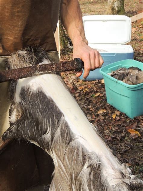 How To Process A Deer Hide Unugtp