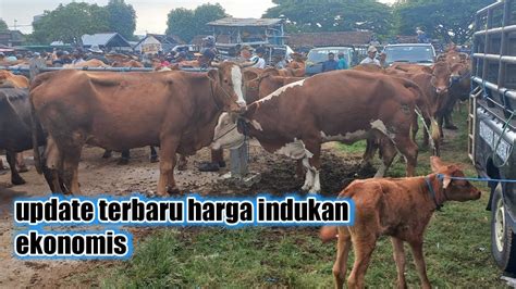 Review Terbaru Harga Indukan Babon Ekonomispasar Sapi Warujayeng