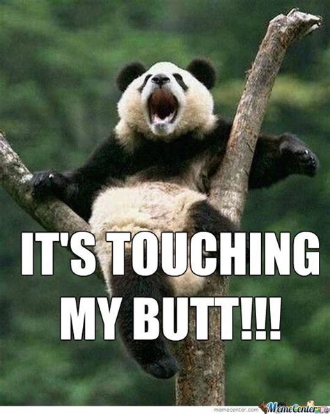 Cheezburger Image 9093478144 Funny Panda Pictures Cute Animals With