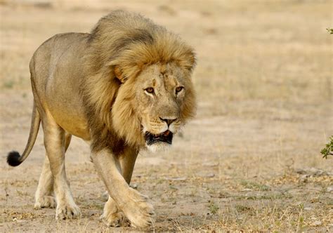 Conserving Lions Helps Conserve All Savanna Biodiversity | Lion ...
