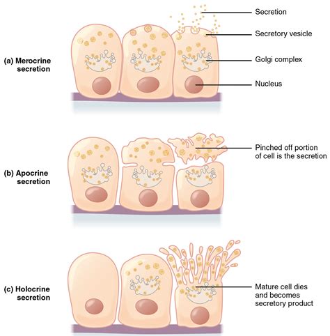 OpenStax AnatPhys Fig Modes Of Secretion By Glands Updated English Labels AnatomyTOOL