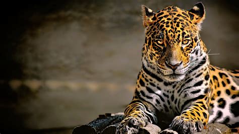 Leopard 4k Glowing Eyes Hd Animals 4k Wallpapers Images Backgrounds