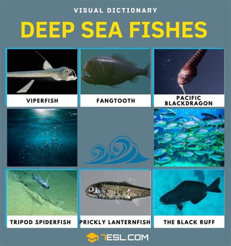 Deep Sea Fish List Of Fish That Live In The Deep Sea With Pictures 7esl