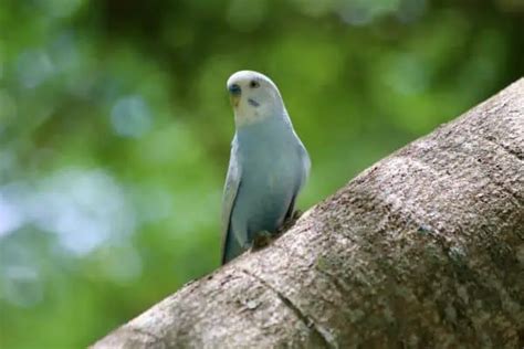 13 Types Of Budgies Parakeets Bird Feeder Hub Vetezi