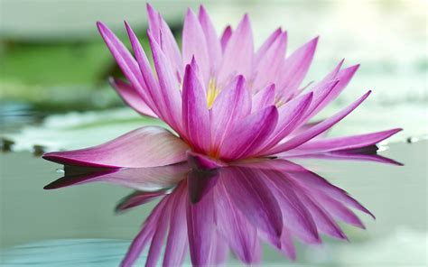 Pink Lotus Flower Hd Wallpapers For Mobile Phones And Laptops 3840x2400
