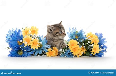 Tabby Kittens With Flowers Stock Photo Image Of Adorable 96950144