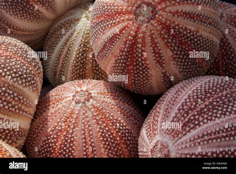 Echinus Esculentus Edible Sea Urchins Charlestown Cornwall Stock
