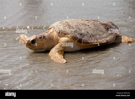 A Rehabilitated Loggerhead Sea Turtle Released Back To The Ocean By The