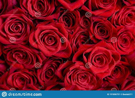 Ideale da regalare durante un corteggiamento, un anniversario di matrimonio o fidanzamento, per san valentino. Grande mazzo di rose rosse immagine stock. Immagine di ...