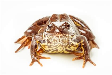 Common Frog Rana Temporaria Stock Photo Royalty Free Freeimages