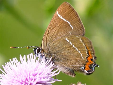 Scottish Butterfly Scottish Country Dance Of The Day