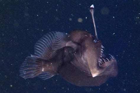 Black Seadevil Anglerfish Animals Monterey Bay Aquarium