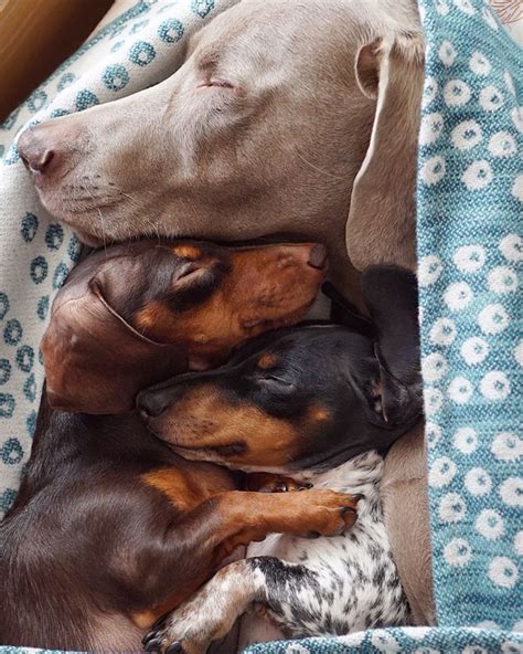 Two Dogs Get A New Puppy And Now Theyre The Best Sleeping Buddies Ever