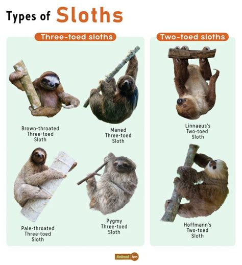 Sloth Facts Types Diet Reproduction Classification Pictures