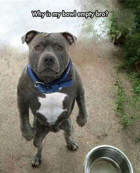 Pitbull Animal Humour Funny Dog Pictures Funny Animal Jokes