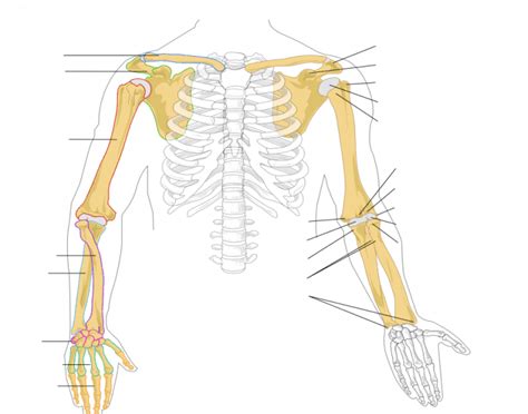 human anatomy arm bones